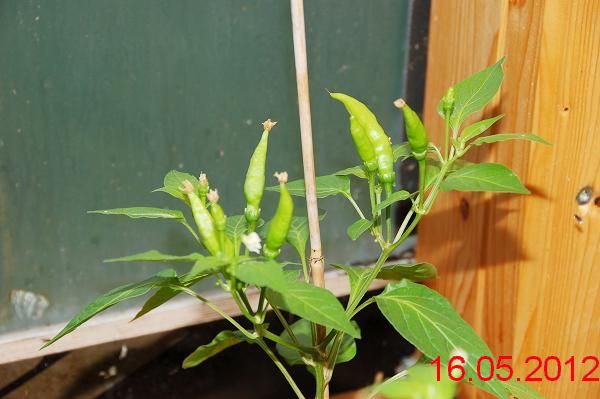 chili%20%2016.5.2012%20022.jpg