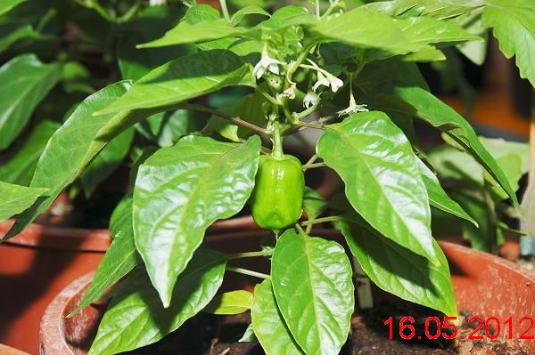 chili%20%2016.5.2012%20023.jpg