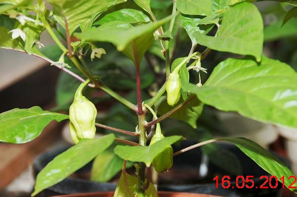 chili%20%2016.5.2012%20024.jpg