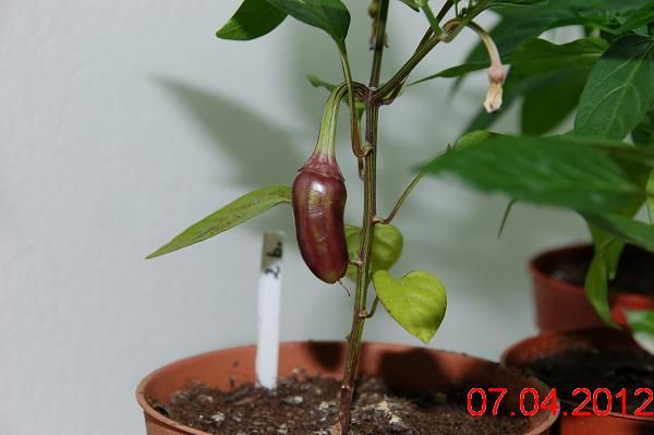 chili%20april-2012%20034.jpg