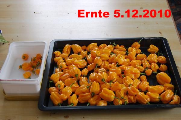 ernte-5.12.2010-021.jpg